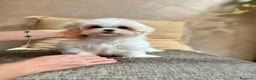 Maltese cani in vendita: Maltese mini - Annuncio 4