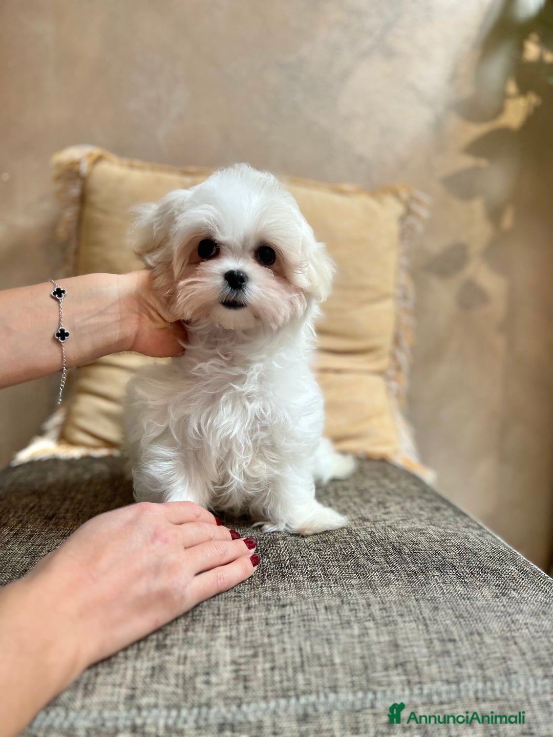 Maltese cani in vendita: Maltese mini - Annuncio 4
