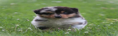 Australian Shepherd 5
