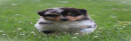 Australian Shepherd cani in vendita: Cucciolini di Australian Shepherd- Cucciolata Enya - Annuncio 6