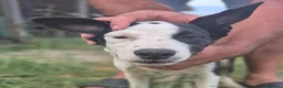 Meticcio cani in regalo: BART 💙 UN PO’ TIMIDO, TANTO DOLCE 🥰 a Provincia di Novara - Annuncio 3