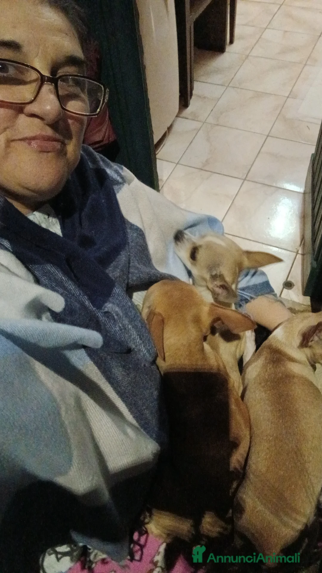 Chihuahua cani in vendita: Chihuahua cuccioli - Annuncio 15