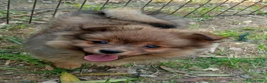 Spitz 2