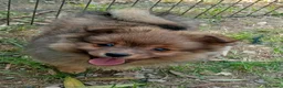 Spitz cani in vendita: Spitz tedesco piccolo volpino  - Annuncio 4