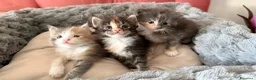 Maine Coon gatti in vendita: Da Leo e alaska 5  fantastici cuccioli!!! - Annuncio 14
