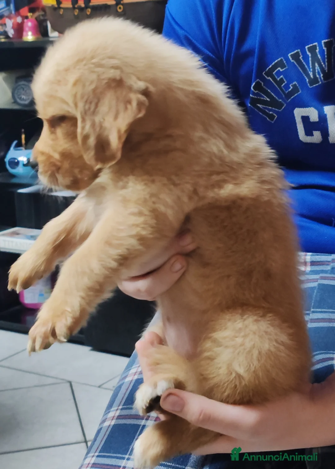 Golden Retriever cani in vendita: Cuccioli golden retriever  - Annuncio 8