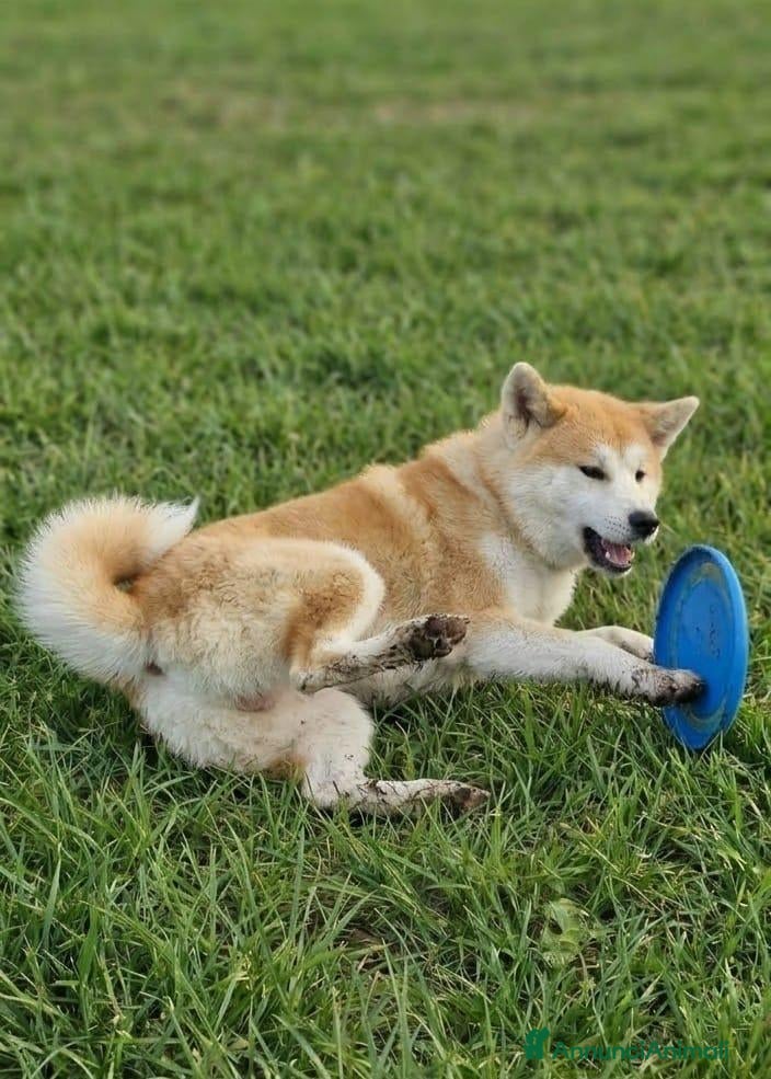 Shiba Inu cani Un cucciolone in cerca di casa - Annuncio 32