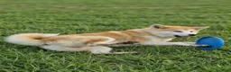 Shiba Inu cani in vendita: Un cucciolone in cerca di casa - Annuncio 1