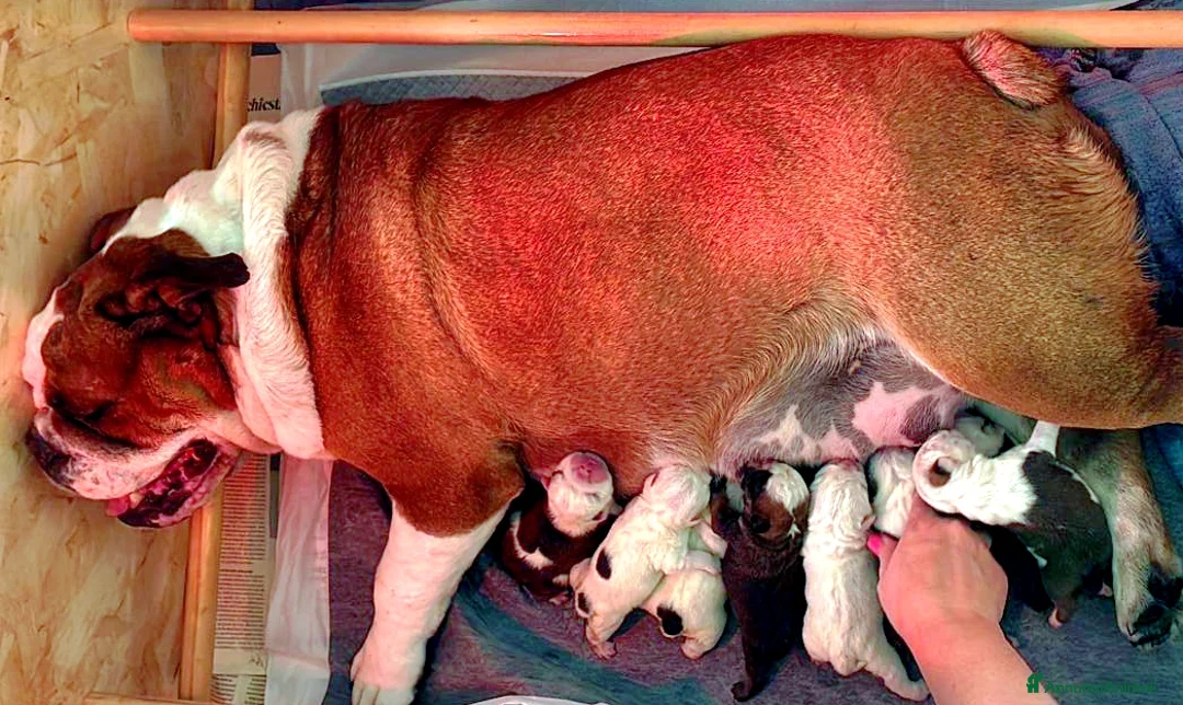 Bulldog cani in vendita: Bulldog Inglese con Pedigree a Provincia di Lecco - Annuncio 1