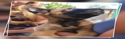 Pastore Belga cani in vendita: Allevamento Cuccioli Pastore Belga Malinois Napoli a Città Metropolitana di Napoli - Annuncio 2