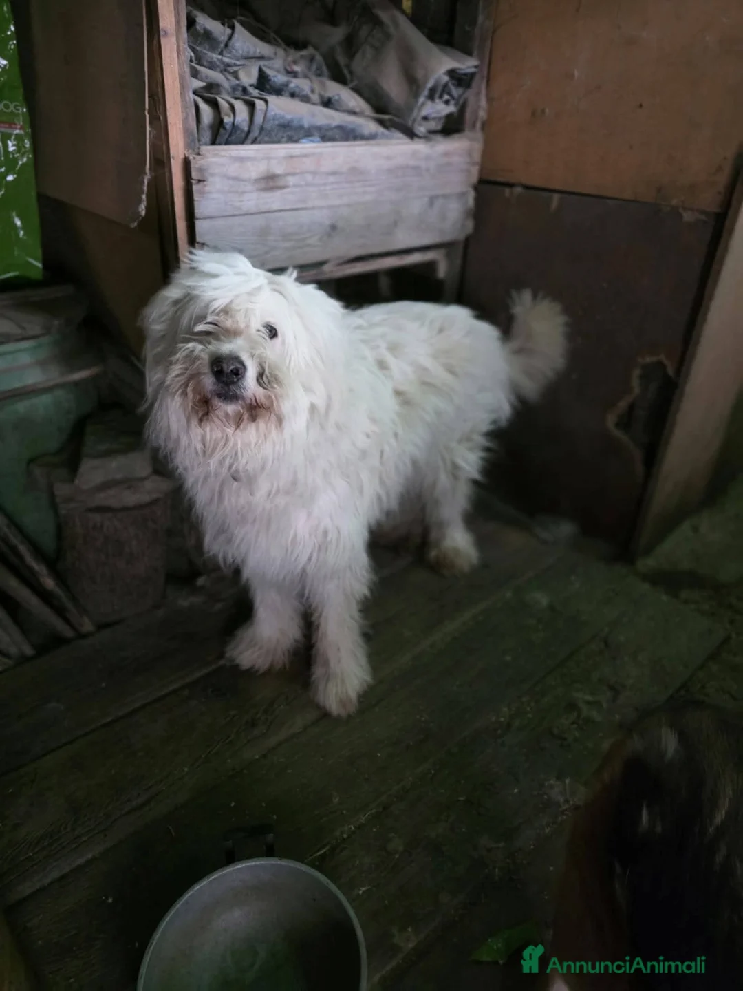 Meticcio cani in regalo: ADOZ.URGE!!!!!!💔🙏🏼morti proprietari!Senza casa! - Annuncio 1