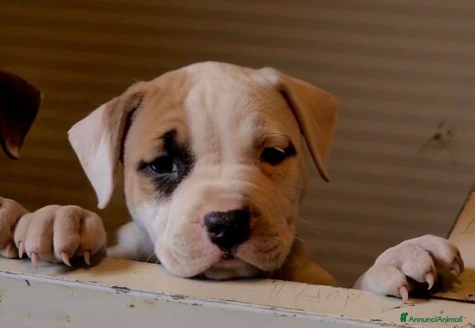 American Staffordshire cani Cuccioli di amstaff disponibili - Annuncio 2