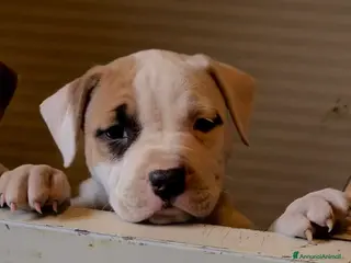 American Staffordshire cani Cuccioli di amstaff disponibili - Annuncio 2