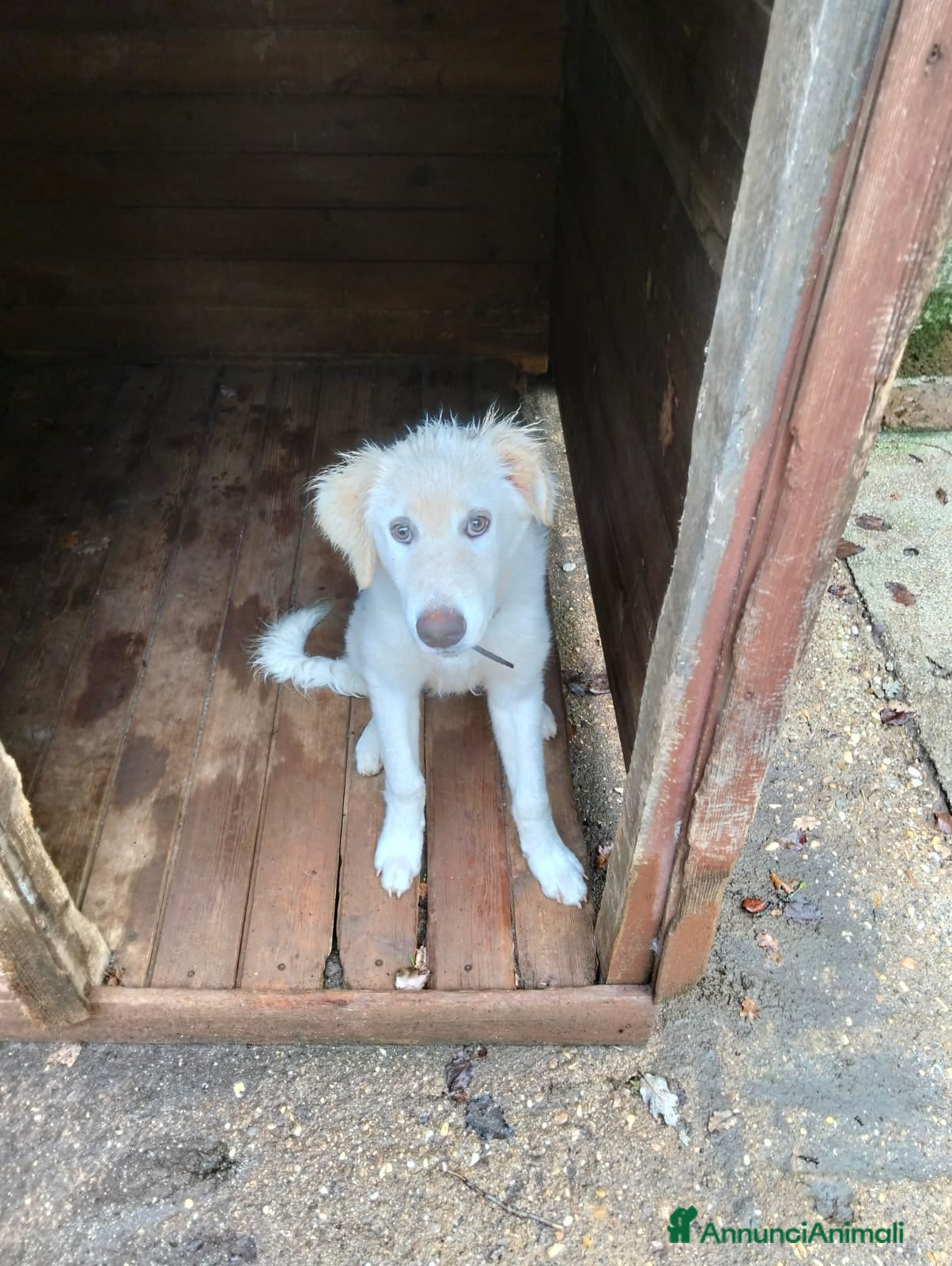 Pastore Maremmano cani Splendido diamante! - Annuncio 12