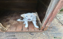 Pastore Maremmano cani in regalo: Splendido diamante! - Immagine 1