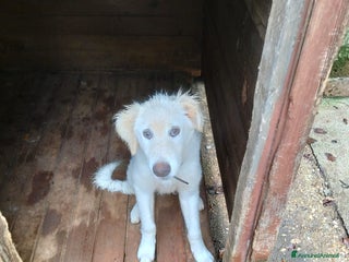 Pastore Maremmano cani Splendido diamante! - Annuncio 5