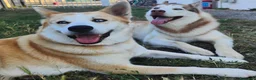 Meticcio cani in regalo: Cuccioli figli di Husky e Akita - Annuncio 6