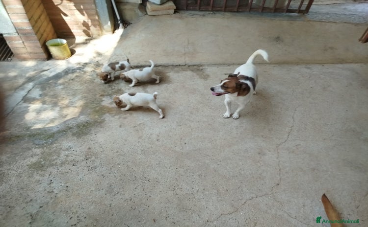 Jack Russell cani - Annuncio 1