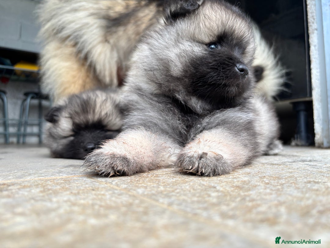 Wolfspitz cani in vendita: Cuccioli Wolfspitz/Keeshond a Provincia di Como - Immagine 7