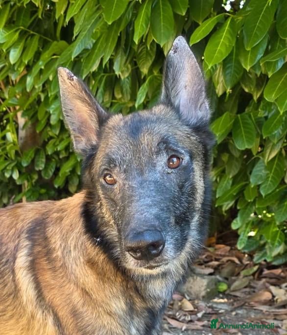 Lupo Cecoslovacco cani ROSS, adozione del cuore - Annuncio 1