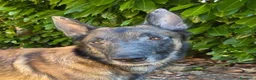 Lupo Cecoslovacco cani in regalo: ROSS, adozione del cuore - Annuncio 1