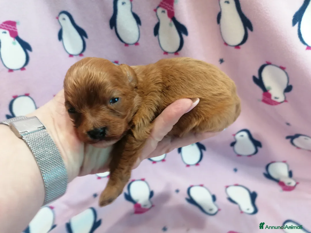 Cavapoo cani in vendita: Cavapoo cucciola femmina - Annuncio 1