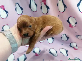 Cavapoo cani Cavapoo cucciola femmina - Annuncio 1