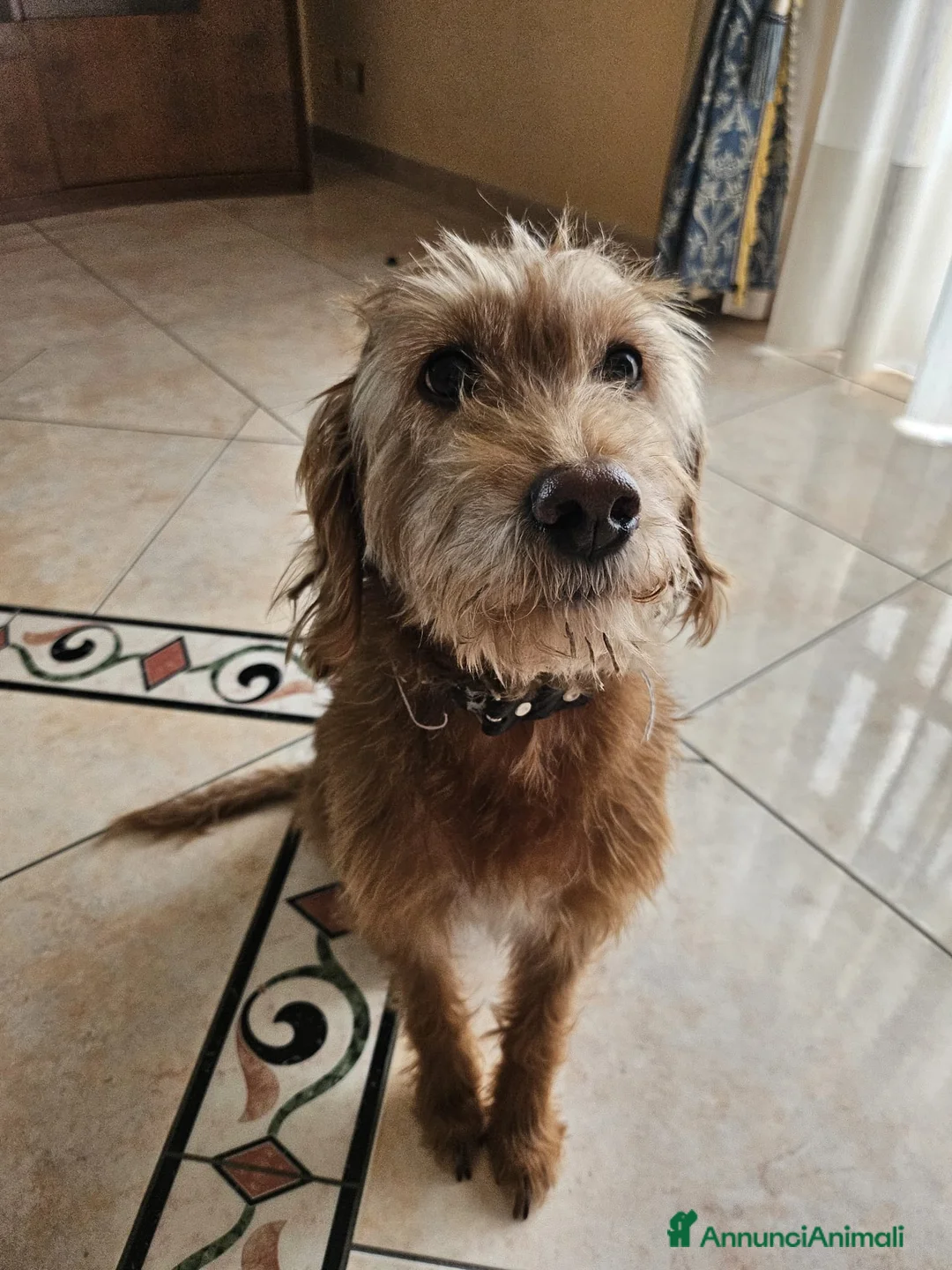 Meticcio cani in regalo: Lady cerca una nuova famiglia  - Annuncio 1