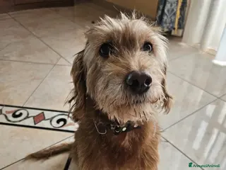 Meticcio cani Lady cerca una nuova famiglia - Annuncio 2