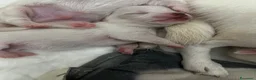 Chihuahua cani in vendita: Cuccioli di chihuahua  - Annuncio 6