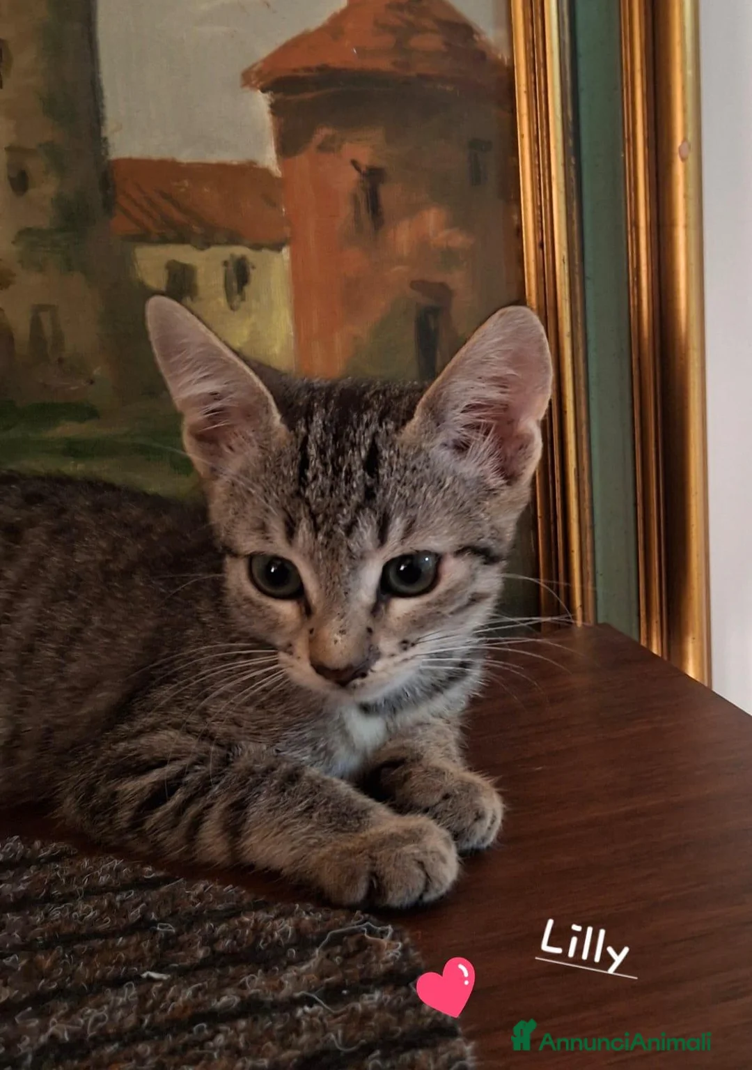 Europeo gatti in regalo: Coppia di gattini fratellini maschio e femmina  - Annuncio 2