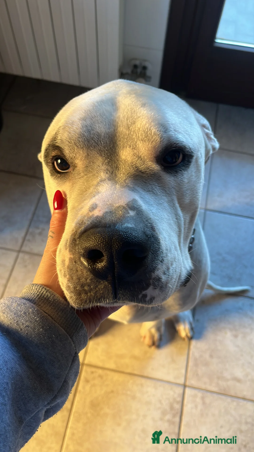 Dogo Argentino cani in regalo: Faustino cerca casa - Annuncio 4