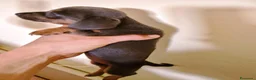 Bassotto Nano cani in vendita: Cuccioli di bassotto nano arlecchino cioccolato  - Annuncio 6