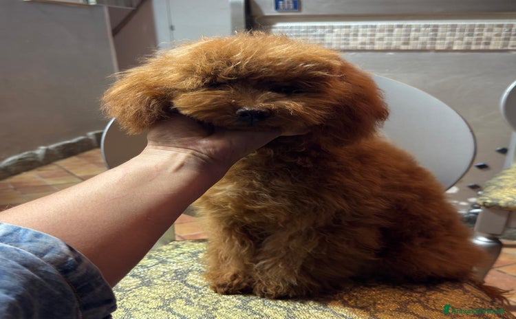 Barboncino cani Barboncina piccola nana di 6 mesi  - Annuncio 4