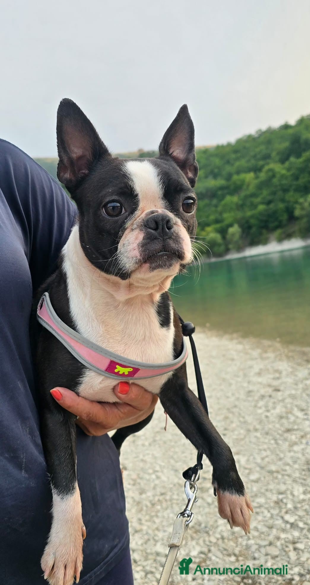 Boston Terrier cani Cuccioli di Boston Terrier con Pedigree ENCI - Annuncio 8