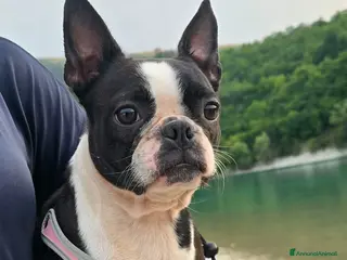 Boston Terrier cani Cuccioli di Boston Terrier con Pedigree ENCI - Annuncio 8