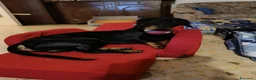 Bassotto cani per accoppiamento: Bassotto maschio x accoppiamento nero focato - Annuncio 2