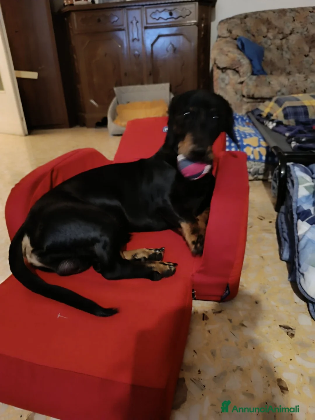 Bassotto cani per accoppiamento: Bassotto maschio x accoppiamento nero focato - Annuncio 2
