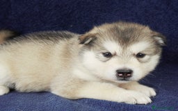 Alaskan Malamute cani in vendita: Cuccioli di alaskan malamute a Provincia di Padova - Immagine 6