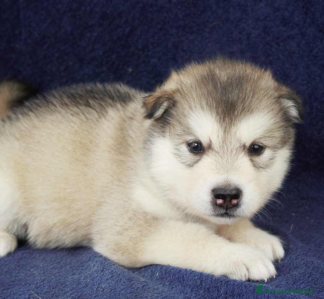 Alaskan Malamute cani in vendita: Cuccioli di alaskan malamute a Provincia di Padova - Immagine 6