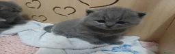 British gatti in vendita: Cuccioli British Shorthair  - Annuncio 5