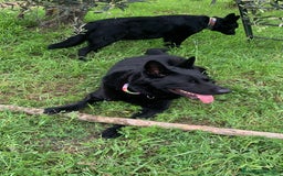 Pastore Tedesco cani per accoppiamento: Cerco pastore tedesco femmina X accoppiamento  a Provincia di Matera - Immagine 11