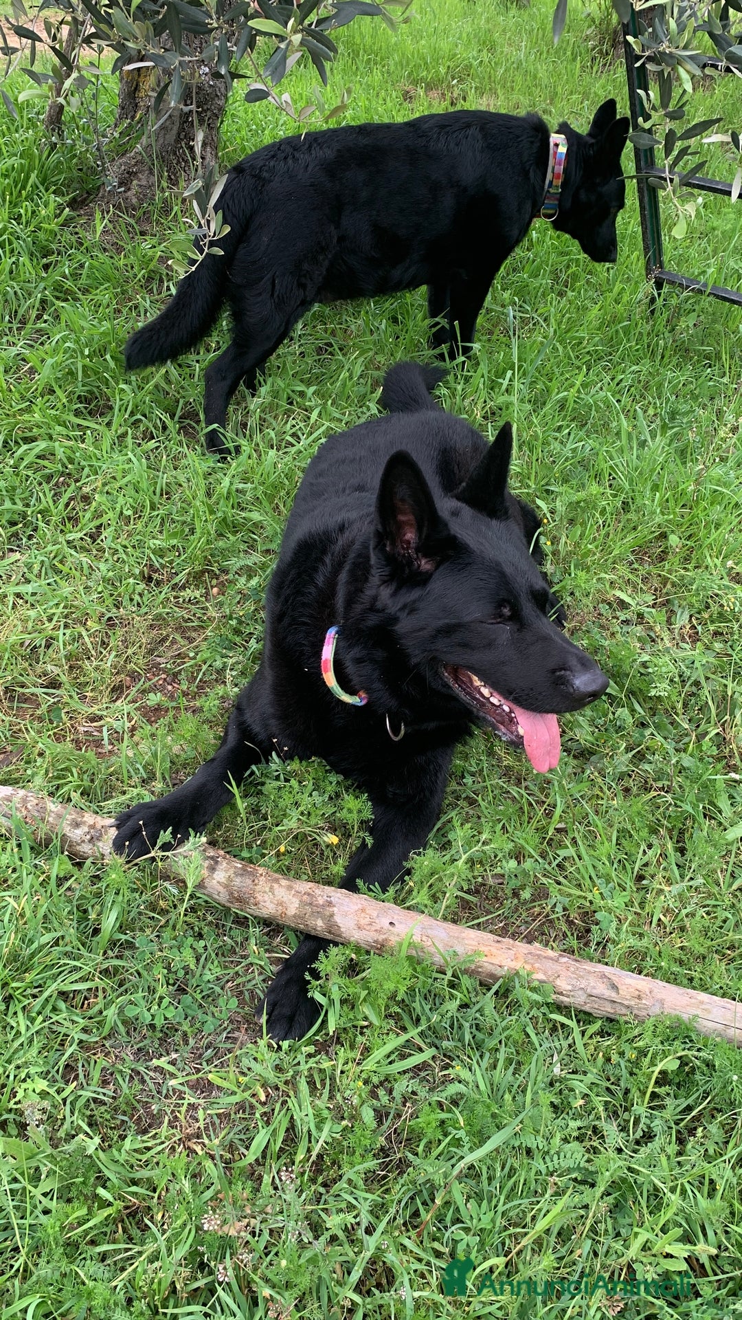 Pastore Tedesco cani per accoppiamento: Cerco pastore tedesco femmina X accoppiamento  a Provincia di Matera - Immagine 11