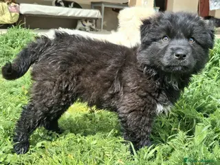 Meticcio cani Brian 2 mesi taglia media grande - Annuncio 2