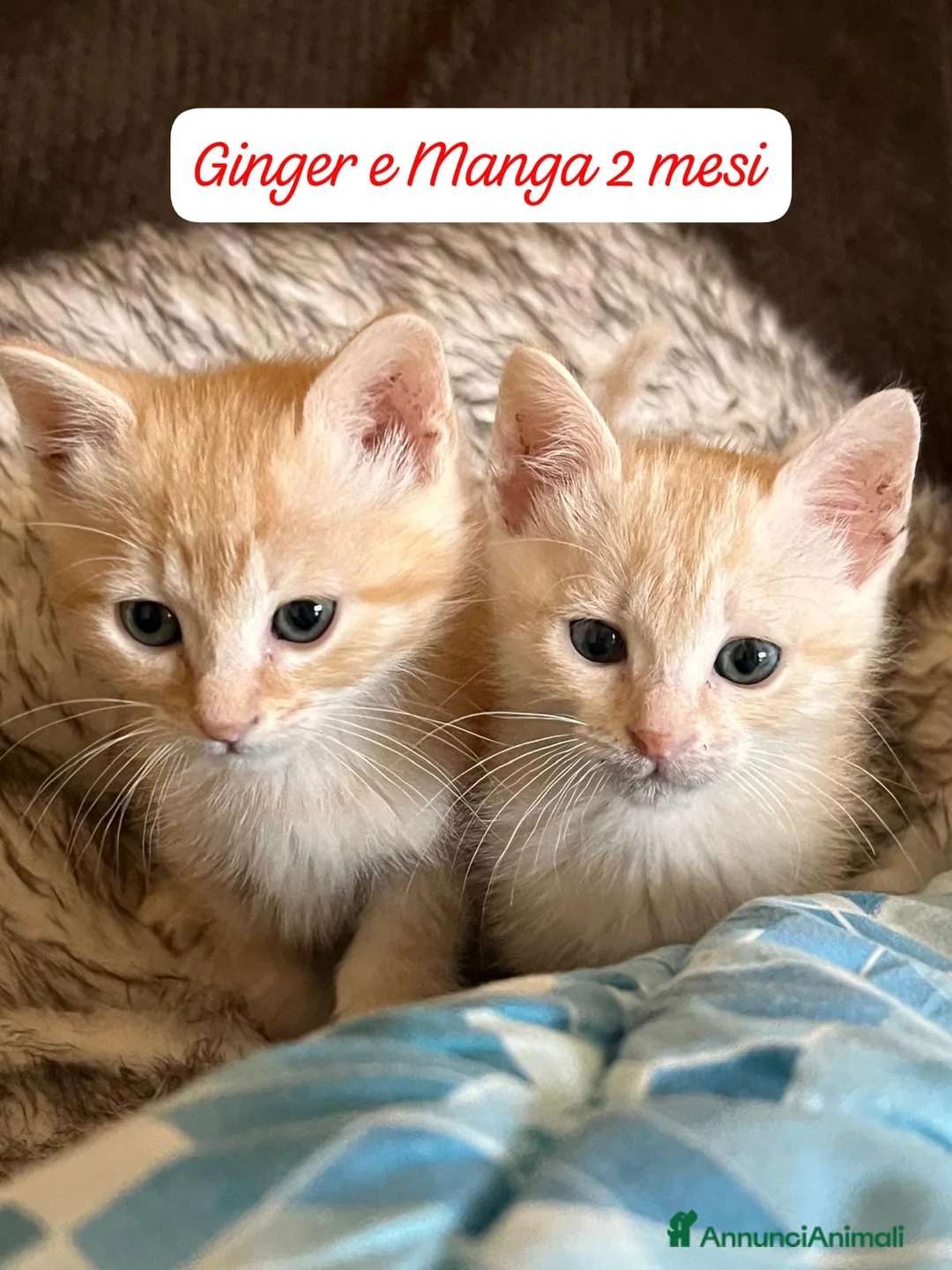 Altre razze gatti in regalo: Gattini destinati alla colonia  a Provincia di Ferrara - Annuncio 1