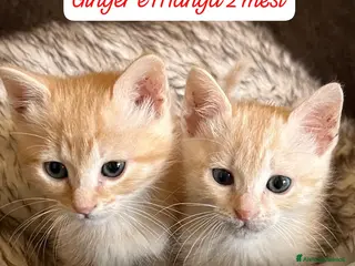 Altre razze gatti Gattini destinati alla colonia - Annuncio 2