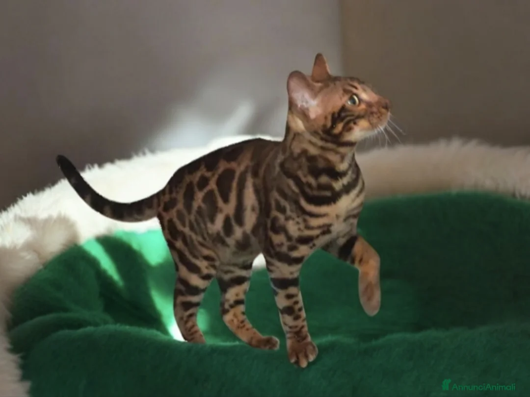 Bengala gatti in vendita: Stupendo gattino Bengala  - Annuncio 2