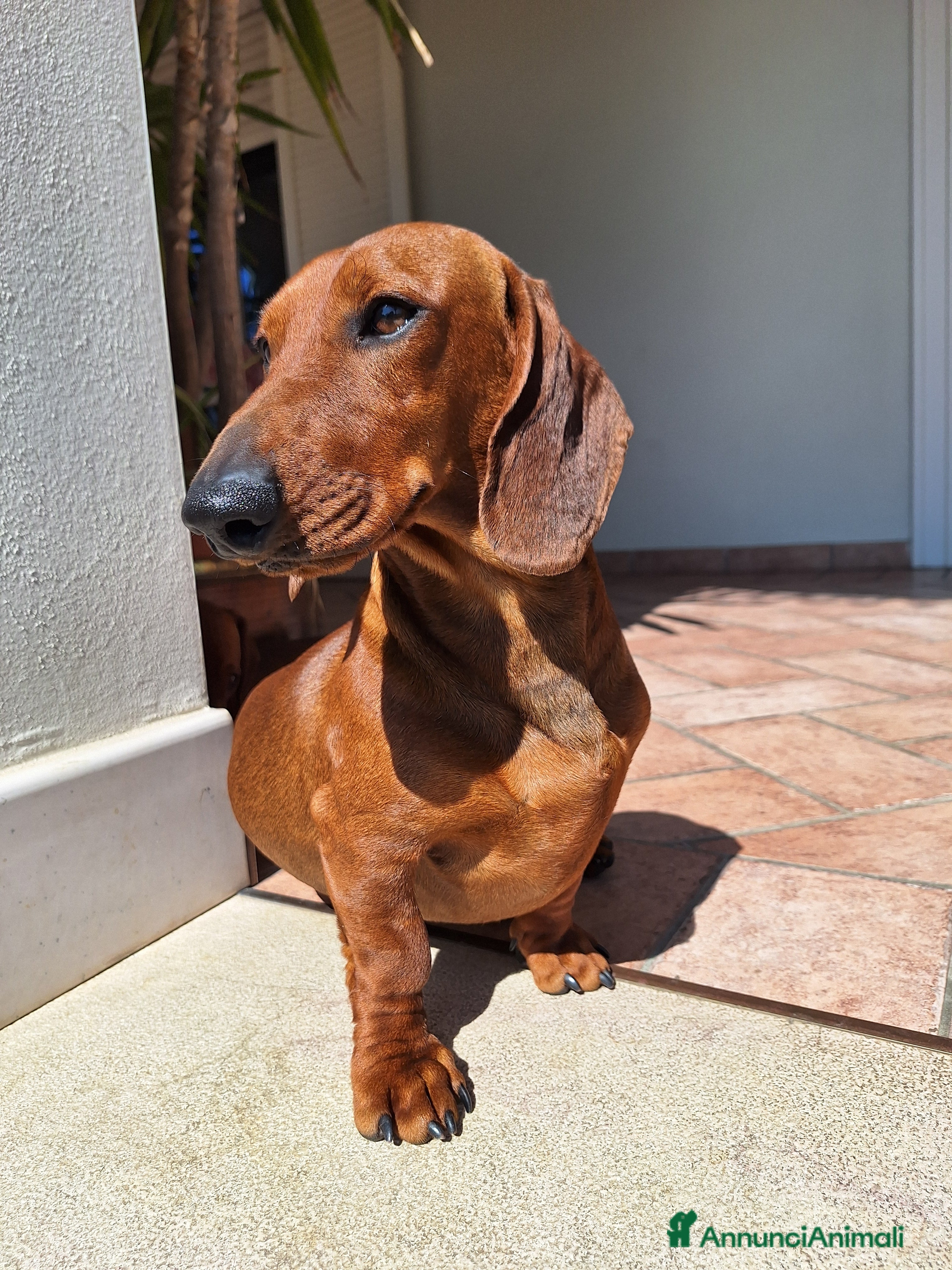 Bassotto cani TEO - Bassotto Standard disponibile per monta - Annuncio 1