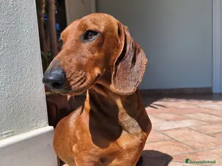 Bassotto cani TEO - Bassotto Standard disponibile per monta - Annuncio 1