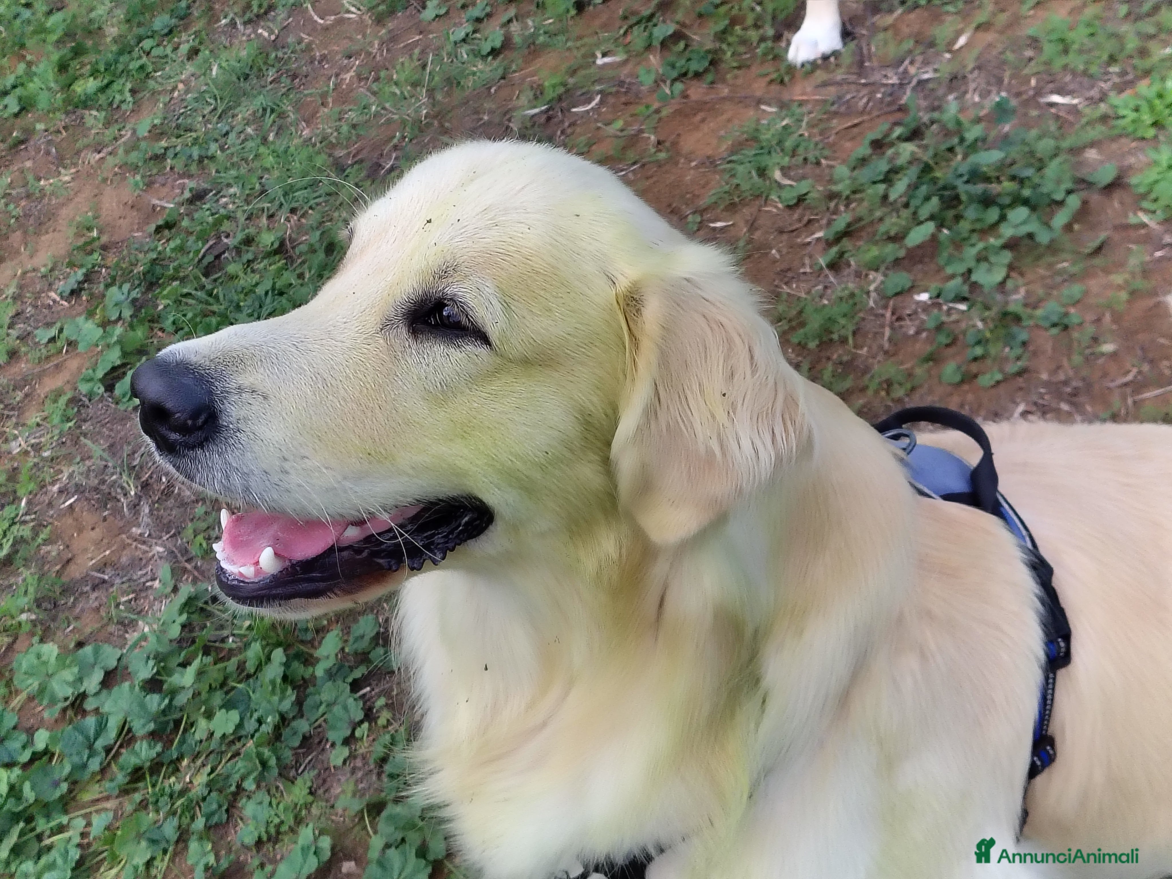 Golden Retriever cani Accoppiamento  - Annuncio 1